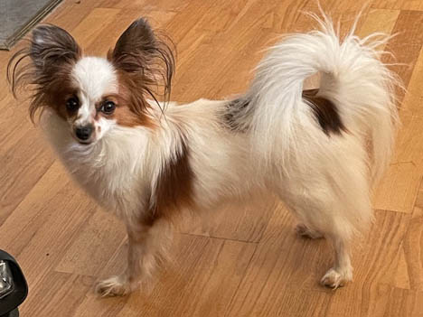 bella